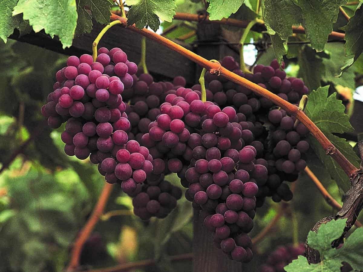 flame grape jpg