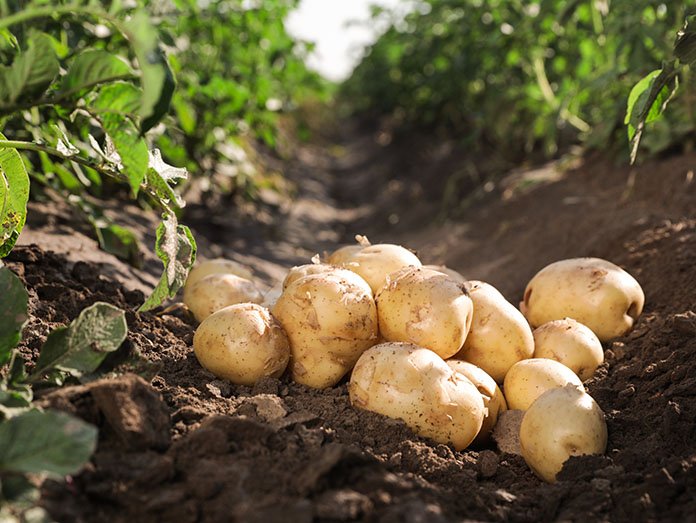 pile,of,ripe,potatoes,on,ground,in,field